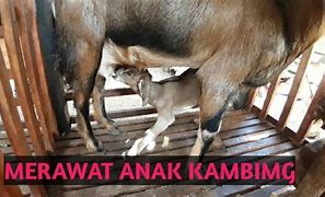 Kambing Baru Lahir